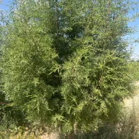 چهاردیواری/برق تجاری/دستجا/600متر