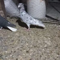 کبوتر سرور نر کاکل و خوشرنگ سرخ نر