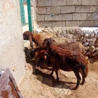 ۴عددگوسفند جوان سرحال بوغاز برای نگه داشتن|حیوانات مزرعه|اردبیل, |دیوار