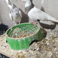 پرنده|پرنده|بهبهان, |دیوار