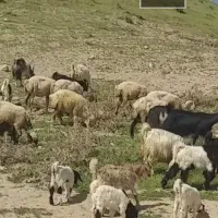 فروش میش وبز داشتی وگوشتی و (۸۰تا مرع وخروس)