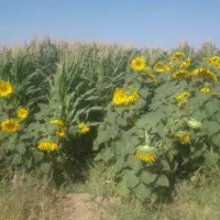 ذرت علوفه‌ای