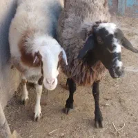 گوسفند. میش و بره. دوتا میش. یه بزغاله|حیوانات مزرعه|اشترینان, |دیوار