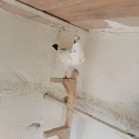 8کبوتر|پرنده|شیراز, سعدیه جنوبی|دیوار