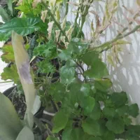 فروش انواع گل|گل و گیاه طبیعی|رشت, حومه رشت|دیوار