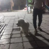 سگ پشمالو ماشین سوار2 ملیون