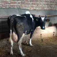 گاو شیری با گوساله