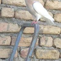کبوتر|پرنده|حمیل, |دیوار
