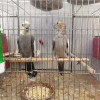 عروس هلندی