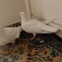 کله برنجی|پرنده|فولادشهر, فولادشهر|دیوار