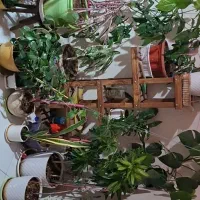 گلهای آپارتمانی