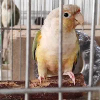 گرینچیک تراکوییز دستی