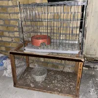 جفت دون معاوضه با کبوتر