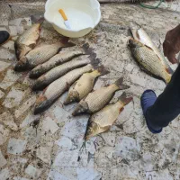 ماهل آمور وکپور پرورشی