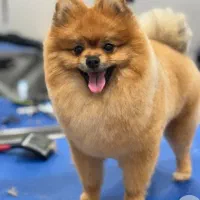 پیرایش حیوانات