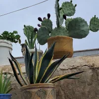 گل و کاکتوس