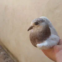 کبوتر