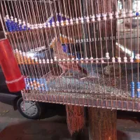 سهره قناری|پرنده|رباطکریم, رباطکریم|دیوار