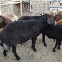 قوچ افشار
