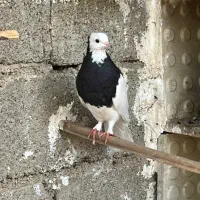 کبوتر طوقی ماده|پرنده|جم, |دیوار