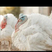 بوقلمون گوشتی