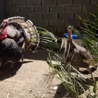 بوقلمون وخروس