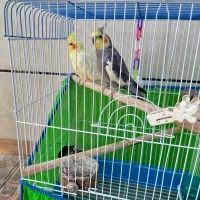 عروس هلندی سخنگو|پرنده|رضوانشهر, |دیوار