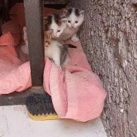 واگذاری گربه