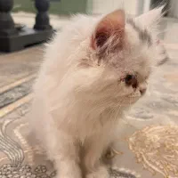 واگذاری|گربه|بندرعباس, |دیوار