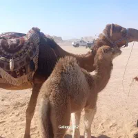 ایزک یا مشک شیری وآبی