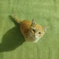 گربه رایگان