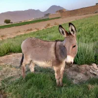 الاغ خر|حیوانات مزرعه|اصفهان, کوی راه حق|دیوار