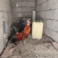 پرنده