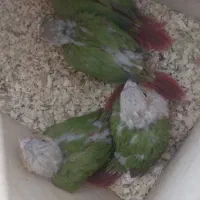 جوجه سرلاکی گیرینچیک اناناسی فول رد قرمز|پرنده|شهریار, شهریار|دیوار