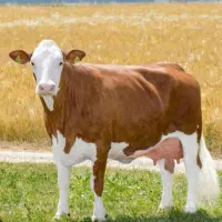 تلقیح مصنوعی گاو|خدمات پیشه و مهارت|هلالی, |دیوار