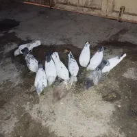 کبوترز|پرنده|نهاوند, |دیوار