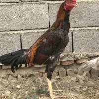 تخم مرغ لاری