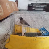 جوجه مرغ مینا ۳ماه بااین شماره تماس بگیرید