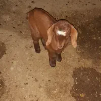 بز دوقلو|حیوانات مزرعه|گرمخان, |دیوار