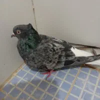 کوهی دمپاک ماده