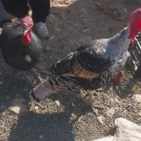 ۶عدد‌دوسال‌محلی|حیوانات مزرعه|بوکان, |دیوار