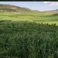 یونجه خالص خوردشده