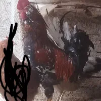 خوروس