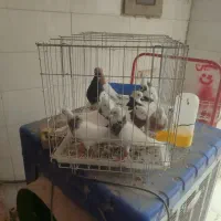 کبوتررنگی