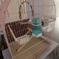 مرغ عشق جفت|پرنده|تبریز, |دیوار