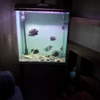 آکواریوم 10 میل