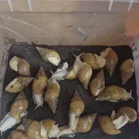 حلزون آچاتینا