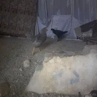 جوجه مرغ وخروس محلی اردک خارجی|حیوانات مزرعه|گرگان, |دیوار