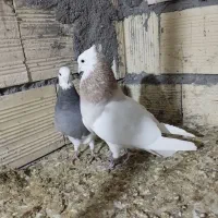 نرماده طوقی