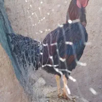 خروس لاری|حیوانات مزرعه|یزد, |دیوار